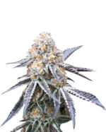 Kush XL Autoflowering Cannabis Seeds