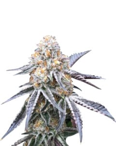 Kush XL Autoflowering Cannabis Seeds