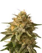 LA Confidential Strain Feminized Cannabis Seeds
