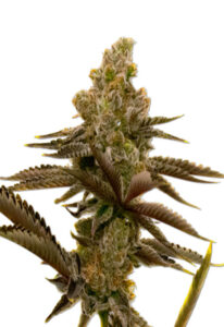 LSD Autoflower Cannabis Seeds