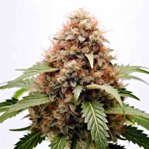 LSD Strain Autoflowering Cannabis Seeds