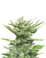 LSD Strain Autoflowering Cannabis Seeds