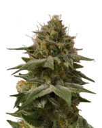LSD Strain Feminized Cannabis Seeds