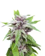 Lambs Breath Strain Feminized Cannabis Seeds