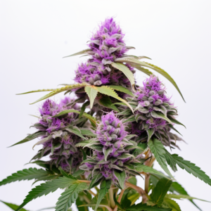 Lavender Strain Feminized Cannabis Seeds