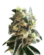 Lemon Diesel Strain Feminized Cannabis Seeds
