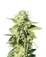 Lemon Haze Autoflowering Cannabis Seeds