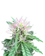 Lemon Kush Feminized Cannabis Seeds