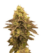 Lemon OG Strain Feminized Cannabis Seeds