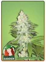 Lemon Sherbert
