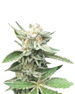 Lemon Sherbert Strain Feminized Cannabis Seeds