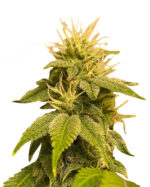 Lemon Strain Autoflowering Cannabis Seeds