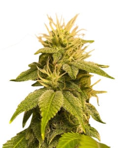 Lemon Strain Autoflowering Cannabis Seeds