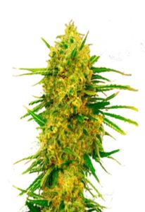 Lemon Tree Feminized Marijuana Seeds