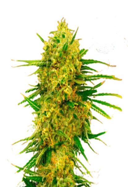 Lemon Tree Feminized Cannabis Seeds