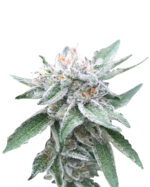 Lemon Tree Strain Feminized Cannabis Seeds