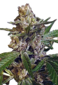 Leprechron Strain Feminized Cannabis Seeds