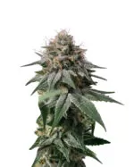 Lime Green Skunk Strain Feminized Cannabis Seeds