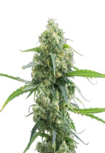 Lowryder Strain Autoflowering Cannabis Seeds