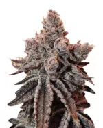 Lucid Dream Strain Feminized Cannabis Seeds