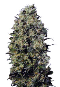 M8 Feminized Marijuana Seeds