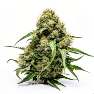 M8 Strain Feminized Cannabis Seeds