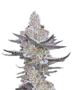 MK Ultra Strain Feminized Cannabis Seeds