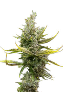 Magnum Autoflower Cannabis Seeds