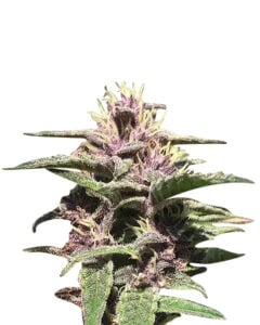 Magnum Strain Autoflowering Cannabis Seeds