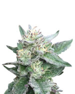 Mandarine Strain Autoflowering Cannabis Seeds