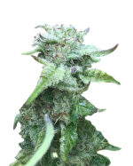 Mango Haze Autoflowering Cannabis Seeds