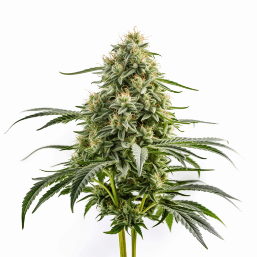 Mango Haze
