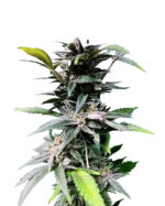 Mango Kush Feminized Cannabis Seeds