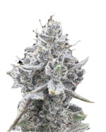 Maple Leaf Strain Feminized Cannabis Seeds