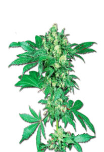 Maple Leaf Feminized Marijuana Seeds