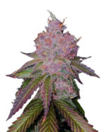 Master Kush Feminized Cannabis Seeds