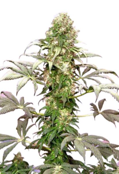 Matanuska Tundra Feminized Marijuana Seed