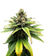 Matanuska Tundra Strain Feminized Cannabis Seeds
