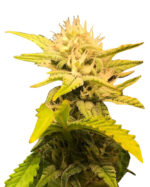Maui Sunset Strain Feminized Cannabis Seeds