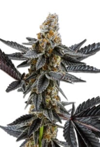 Meat Breath Strain Autoflowering Cannabis Seeds