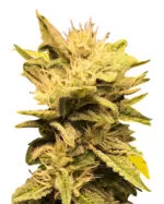 Melon Gum Strain Feminized Cannabis Seeds
