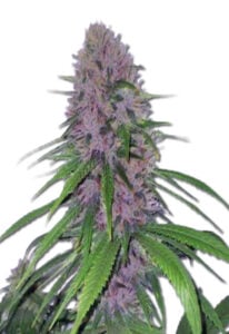 Mendo Breath Strain Autoflowering Cannabis Seeds