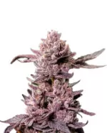 Mimosa Float Strain Feminized Cannabis Seeds