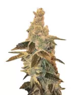 Moby Dick Strain Feminized Cannabis Seeds