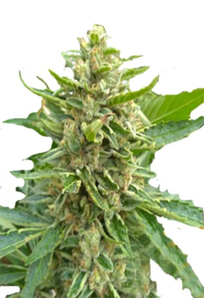 Mochalope Feminized Cannabis Seeds