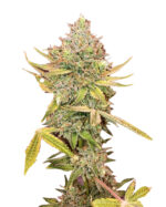 Mochalope Strain Feminized Cannabis Seeds