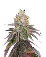Monkey OG Strain Feminized Cannabis Seeds