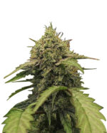 Morning Rose Strain Feminized Cannabis Seeds
