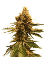 Neapolitan Strain Feminized Cannabis Seeds