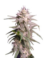 Neville’s Haze Feminized Cannabis Seeds